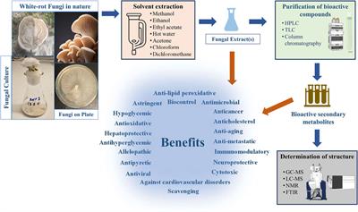 Biologically active secondary metabolites from white-rot fungi